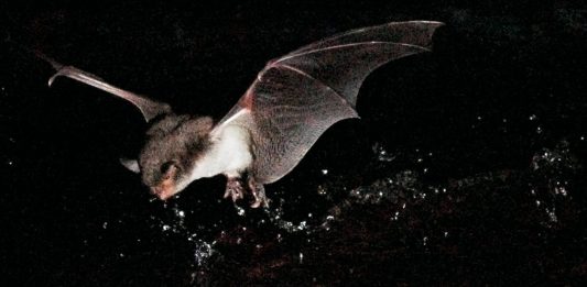 ¿Conocías a los sorprendentes murciélagos pescadores1