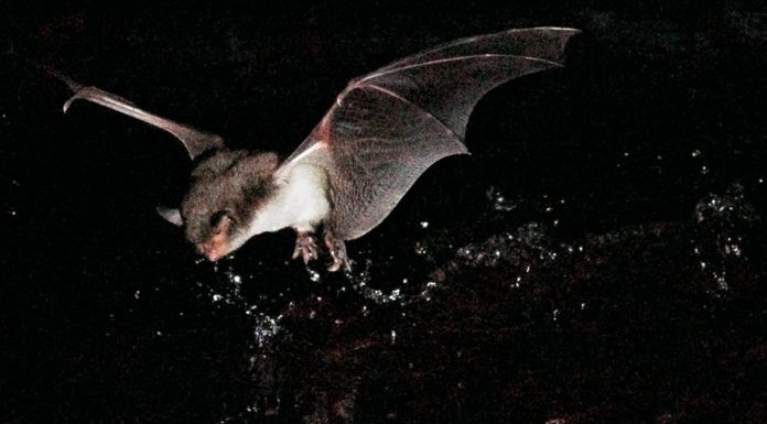 ¿Conocías a los sorprendentes murciélagos pescadores1