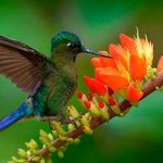 Curiosidades de Colombia 2