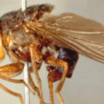 Dermatobia Hominis