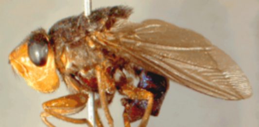 La dermatobia hominis, la mosca que puede vivir en tus ojos La dermatobia hominis, la mosca que puede vivir en tus ojos