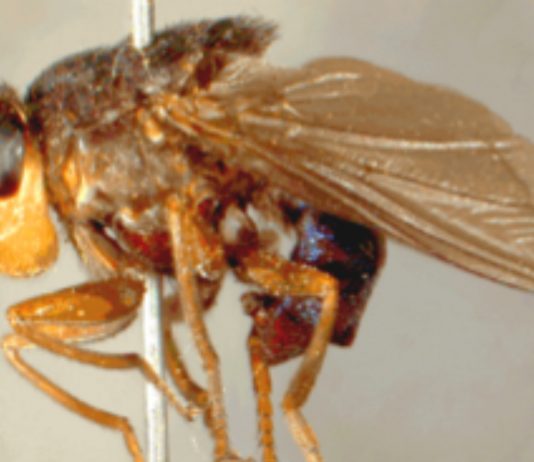 La dermatobia hominis, la mosca que puede vivir en tus ojos La dermatobia hominis, la mosca que puede vivir en tus ojos