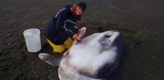 Descubren una nueva especie de pez de 2 toneladas