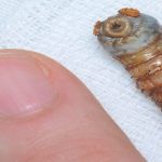 Larva dermatobia hominis