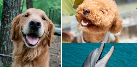 ¿Los animales ríen? ¡Veámoslo! ¿Los animales ríen? ¡Veámoslo!