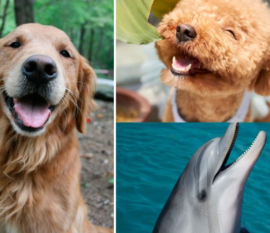 ¿Los animales ríen? ¡Veámoslo! ¿Los animales ríen? ¡Veámoslo!