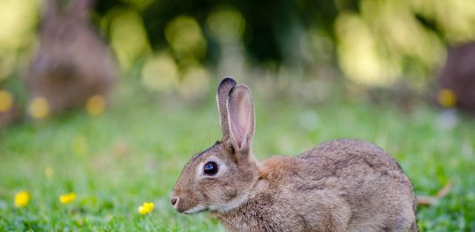 Por qué algunos animales comen sus propias heces.jpg