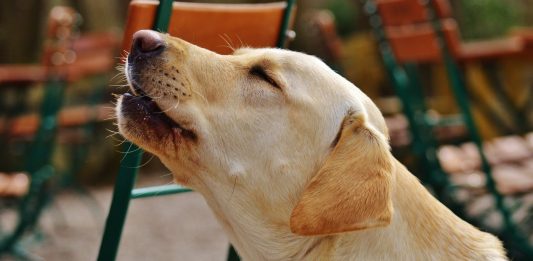 ¿Por qué los perros aúllan cuando escuchan una sirena? ¿Por qué los perros aúllan cuando escuchan una sirena?