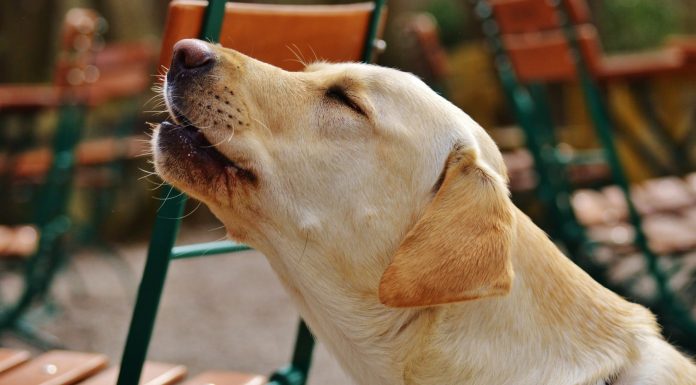 ¿Por qué los perros aúllan cuando escuchan una sirena?