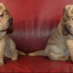 ¿Porqué tienen los perros Shar-pei la piel tan arrugada (2)