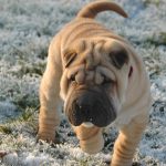 ¿Por qué tienen los perros Shar pei la piel tan arrugada?