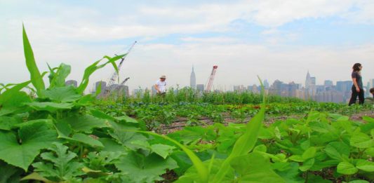 El secreto de los huertos de Hong Kong ocultos a la vista