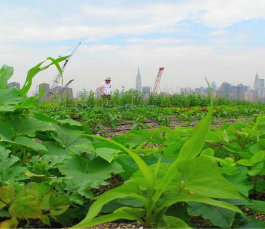 El secreto de los huertos de Hong Kong ocultos a la vista El secreto de los huertos de Hong Kong ocultos a la vista