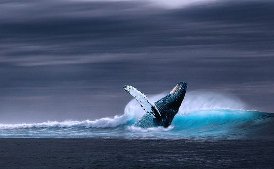 Sabrías detectar a una ballena escondida bajo el agua