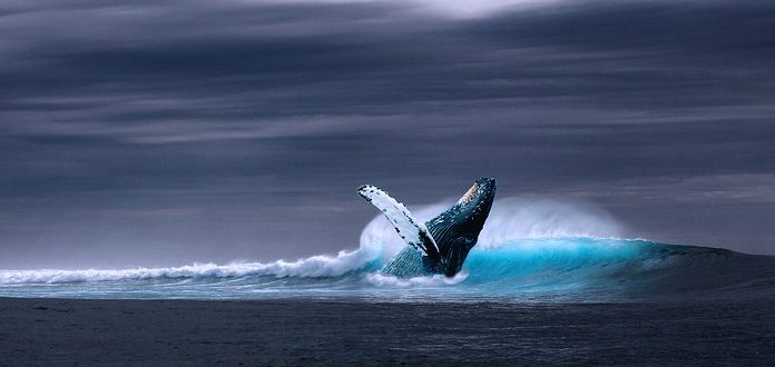 Sabrías detectar a una ballena escondida bajo el agua