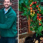TomTato,-la-planta-que-produces-tomates-y-patatas