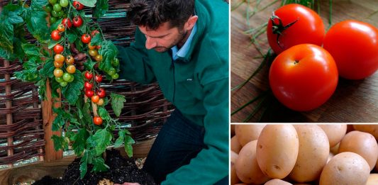TomTato, la planta que produces tomates y patatas