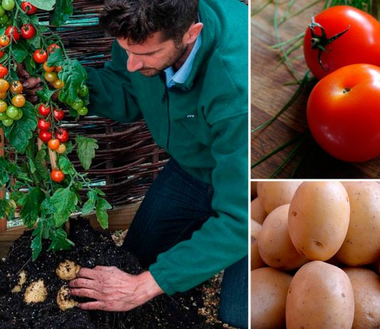 TomTato, la planta que produce tomates y patatas TomTato, la planta que produces tomates y patatas