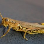 ¿Qué es realmente un «espíritu animal»?