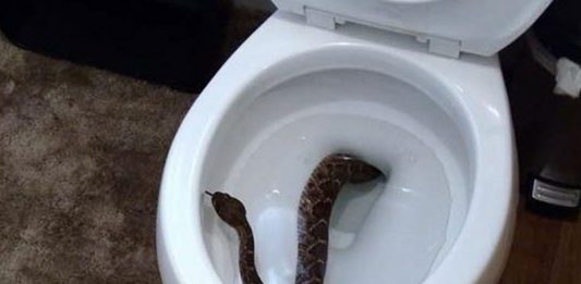 ¿Hay animales que pueden subir por el retrete? ¡Sí! ¿Hay animales que pueden subir por el retrete? ¡Sí!