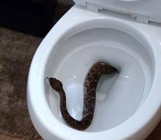 ¿Hay animales que pueden subir por el retrete? ¡Sí!