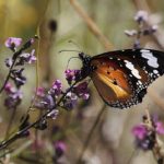 ¿Qué es realmente un «espíritu animal»?