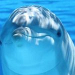 ¿No duermes bien cuando viajas? Tú cerebro actúa como el del delfín