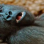 Las increíbles cámaras de la BBC para espiar la naturaleza