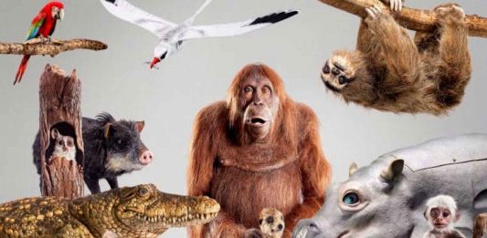 Las increíbles cámaras de la BBC para espiar la naturaleza