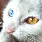¿Por qué algunas personas tienen un ojo de cada color?, gato