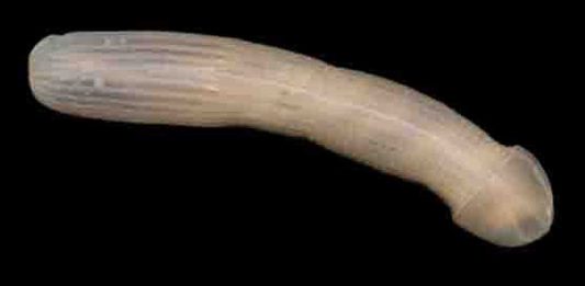 La imagen que ha revolucionado Internet. ¿Sabes qué es?