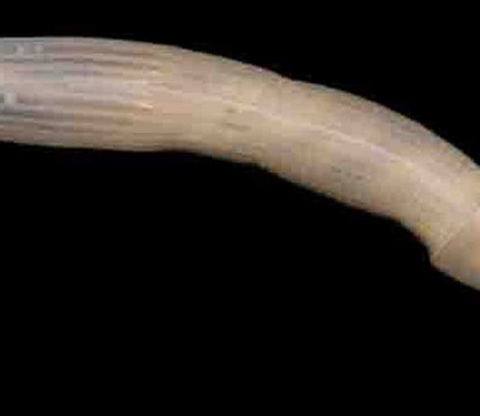 La imagen que ha revolucionado Internet. ¿Sabes qué es?