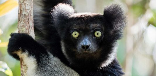 ¿Conoces al Indri indri? Su nombre significa "Mira ahí"