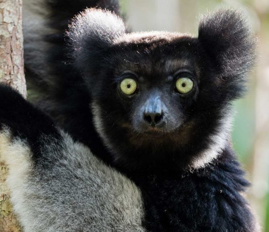 ¿Conoces al Indri indri? Su nombre significa "Mira ahí"