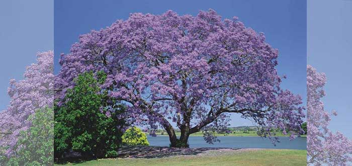 El Kiri, el árbol que puede combatir el cambio climático