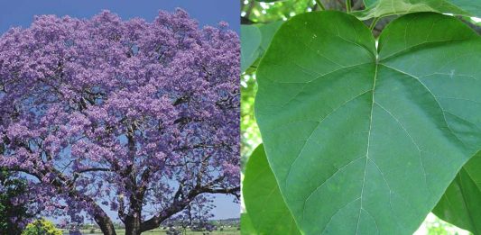 El Kiri, el árbol que puede combatir el cambio climático El Kiri, el árbol que puede combatir el cambio climático
