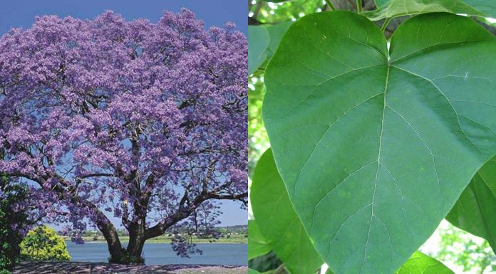 El Kiri, el árbol que puede combatir el cambio climático