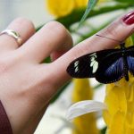 mariposa, mano, espíritu animal