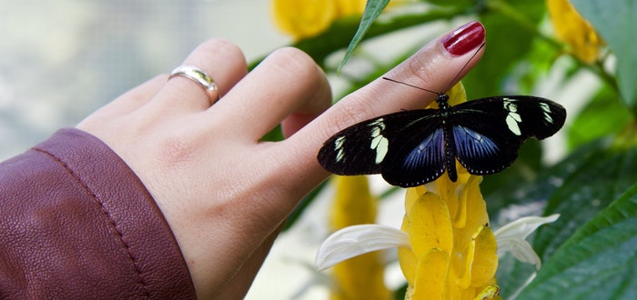 mariposa, mano, espíritu animal