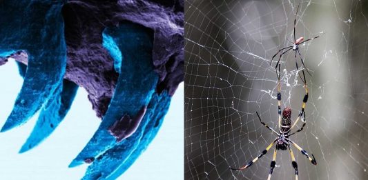 El material natural más fuerte que la tela de araña, ¿sabes cuál es?