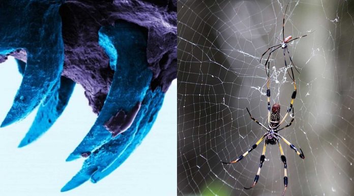 El material natural más fuerte que la tela de araña, ¿sabes cuál es?