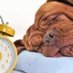 Cómo consiguen los perros saber qué hora es. La ciencia lo explica.