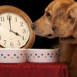 Cómo consiguen los perros saber qué hora es. La ciencia lo explica.