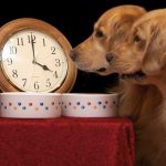 Cómo consiguen los perros saber qué hora es. La ciencia lo explica.