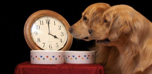 Cómo consiguen los perros saber qué hora es. La ciencia lo explica. Cómo consiguen los perros saber qué hora es. La ciencia lo explica.
