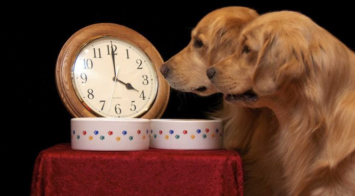 Cómo consiguen los perros saber qué hora es. La ciencia lo explica.