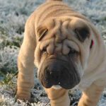 ¿Por qué tienen los perros Shar pei la piel tan arrugada?