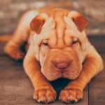 perros Shar Pei son arrugados