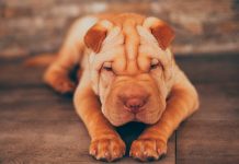 perros Shar Pei son arrugados