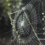 tela de araña, espíritu animal